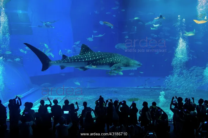 : Whaleshark in the Churaumi Aquarium, Ocean Expo : Whaleshark in the Churaumi Aquarium, Ocean Expo