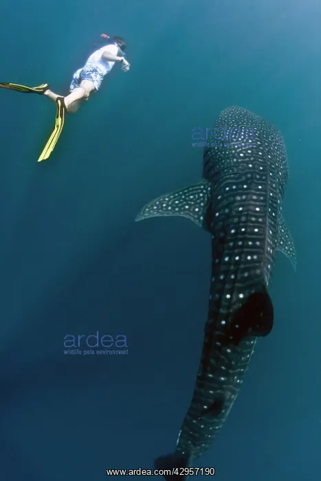 : Whaleshark - with diver : Whaleshark - with diver