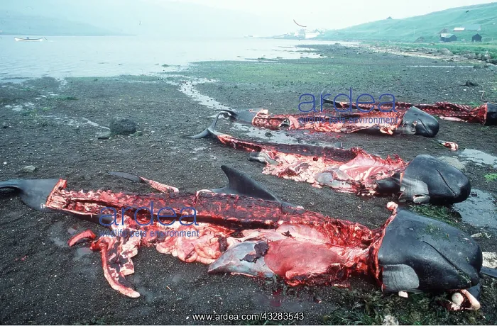 : WHALING - dead : WHALING - dead