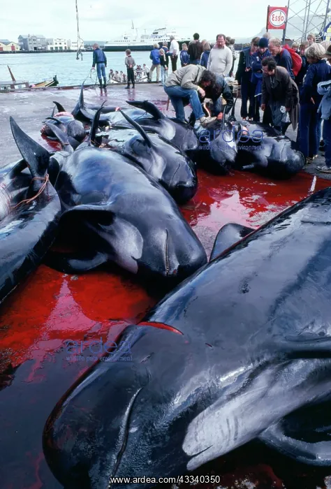 : Whaling - Pilot Whales on quay to be measured : Whaling - Pilot Whales on quay to be measured