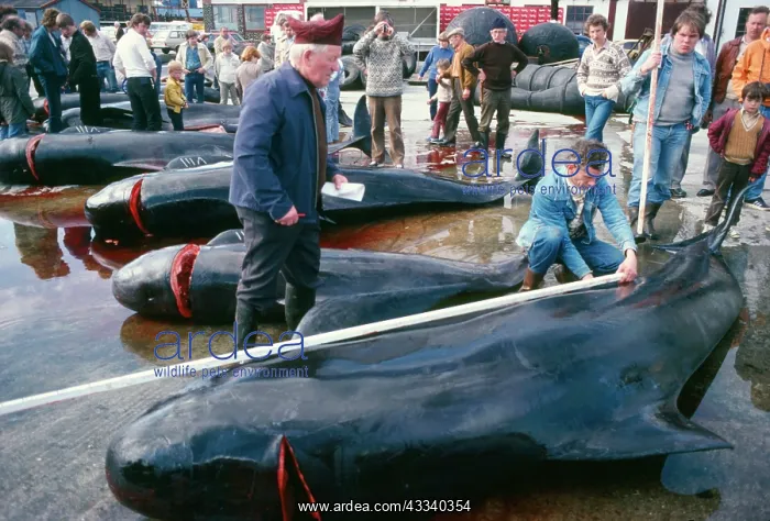 : Whaling - Pilot Whales, traditional beach whaling : Whaling - Pilot Whales, traditional beach whaling