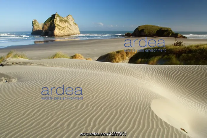 : Wharariki Beach - white sand dunes of Whaririki Beach : Wharariki Beach - white sand dunes of Whaririki Beach