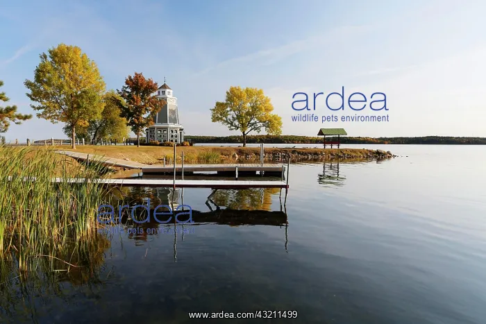 : Wharf, lakeside, Leech Lake, Walker, Minnesota : Wharf, lakeside, Leech Lake, Walker, Minnesota