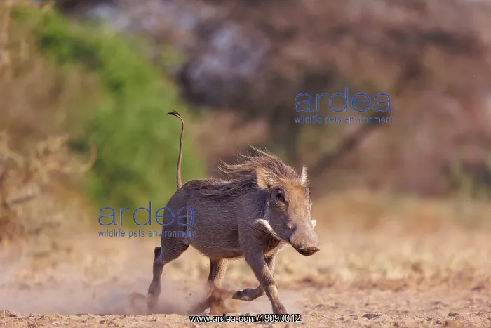 : WHARTHOG. Afrique, Afrique de l'Est, Kenya, Shompole Community : WHARTHOG. Afrique, Afrique de l'Est, Kenya, Shompole Community