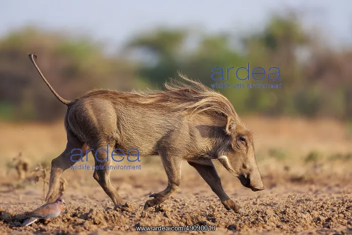 : WHARTHOG. Afrique, Afrique de l'Est, Kenya, Shompole Community : WHARTHOG. Afrique, Afrique de l'Est, Kenya, Shompole Community