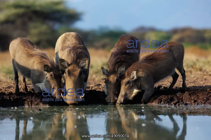 : WHARTHOG. Afrique, Afrique de l'Est, Kenya, Shompole Community : WHARTHOG. Afrique, Afrique de l'Est, Kenya, Shompole Community