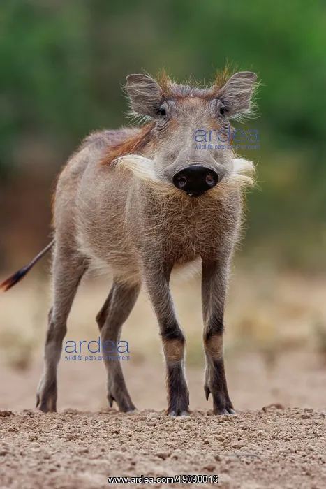 : WHARTHOG. Afrique, Afrique de l'Est, Kenya, Shompole Community : WHARTHOG. Afrique, Afrique de l'Est, Kenya, Shompole Community