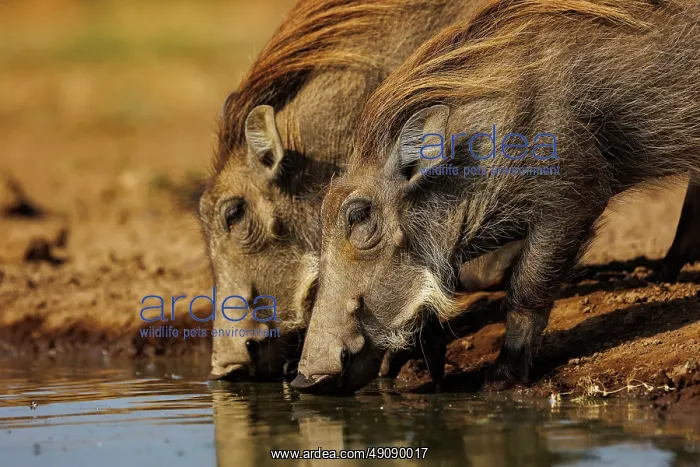: WHARTHOG. Afrique, Afrique de l'Est, Kenya, Shompole Community : WHARTHOG. Afrique, Afrique de l'Est, Kenya, Shompole Community