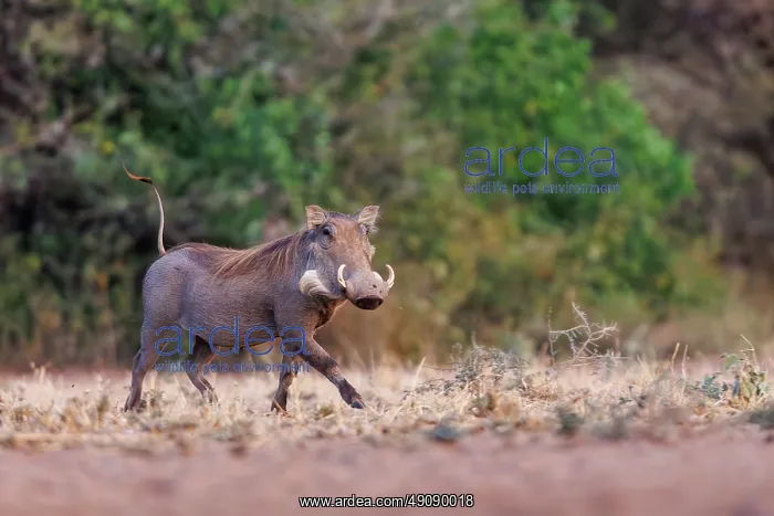 : WHARTHOG. Afrique, Afrique de l'Est, Kenya, Shompole Community : WHARTHOG. Afrique, Afrique de l'Est, Kenya, Shompole Community