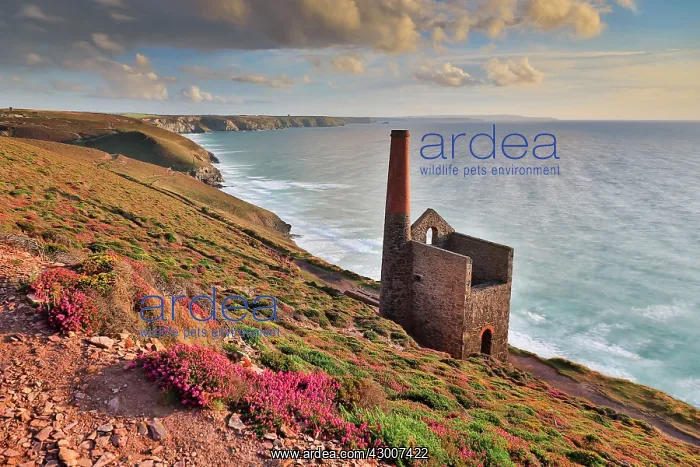 : Wheal Coates : Wheal Coates