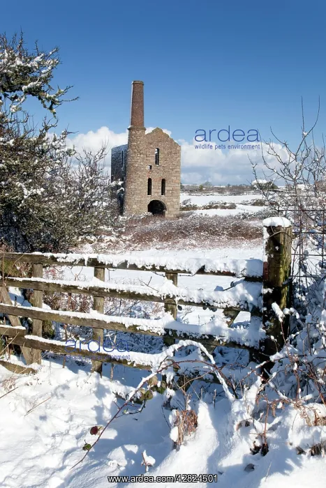 : Wheal Francis - near Camborne : Wheal Francis - near Camborne
