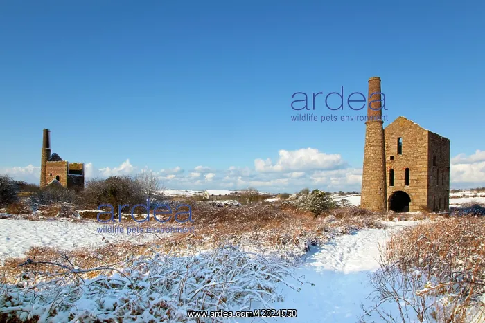 : Wheal Francis - near Camborne : Wheal Francis - near Camborne