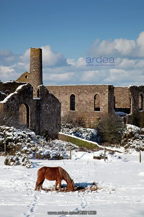 : Wheal Francis - ruined former mine works - with : Wheal Francis - ruined former mine works - with