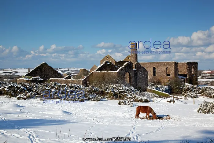 : Wheal Francis - ruined former mine works - with : Wheal Francis - ruined former mine works - with