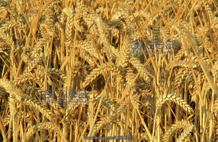  : Wheat