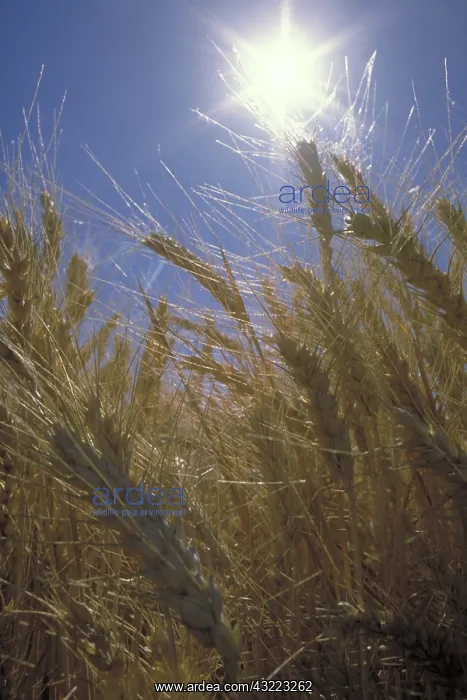 : Wheat : Wheat