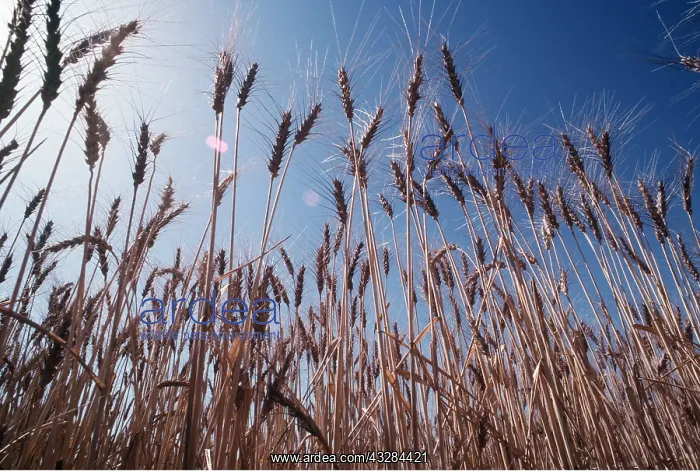 : WHEAT : WHEAT