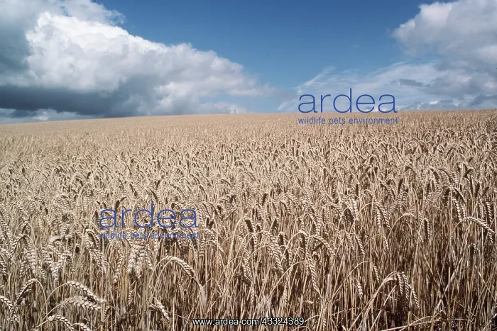 : WHEAT : WHEAT