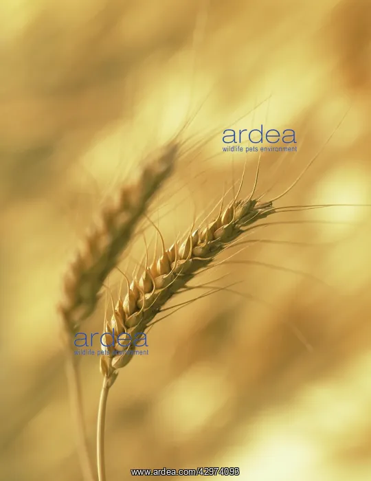 : Wheat, Bread wheat, Triticum aestivum : Wheat, Bread wheat, Triticum aestivum