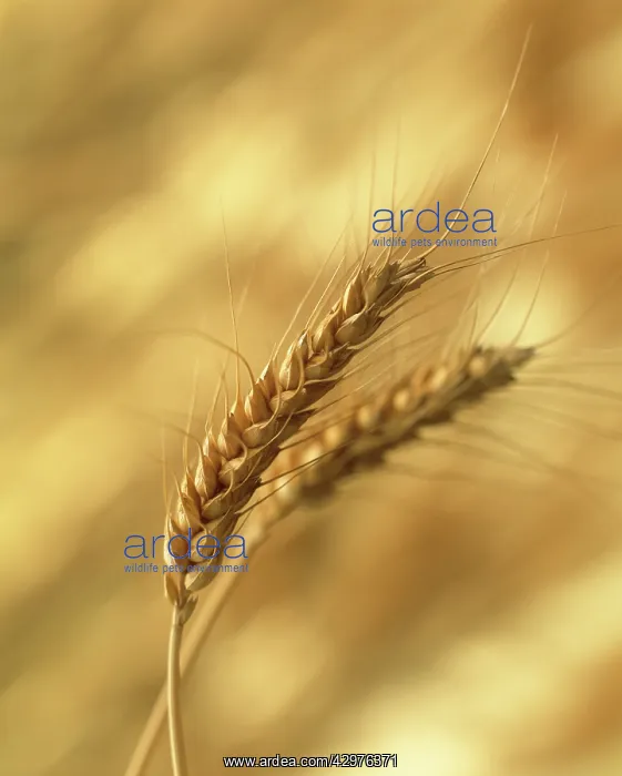 : Wheat, Bread wheat, Triticum aestivum : Wheat, Bread wheat, Triticum aestivum