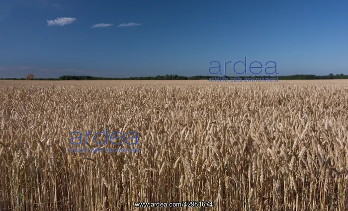 : Wheat, Bread wheat, Triticum aestivum : Wheat, Bread wheat, Triticum aestivum