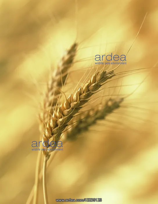 : Wheat, Bread wheat, Triticum aestivum : Wheat, Bread wheat, Triticum aestivum