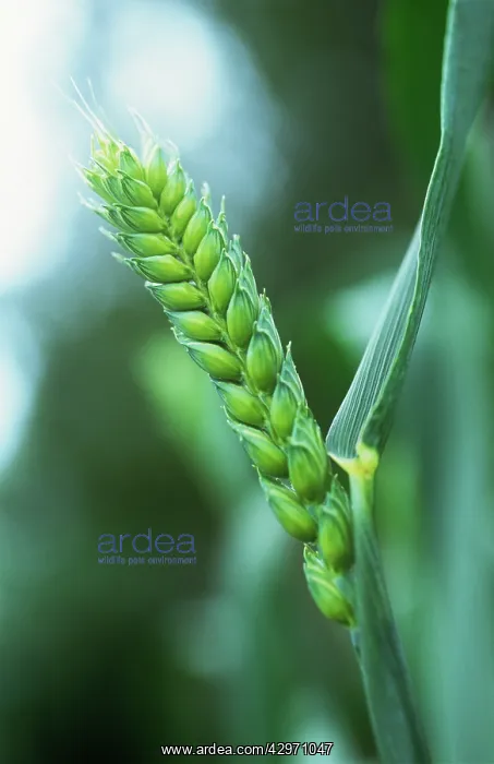 : Wheat, Bread wheat, Triticum aestivum Squareheads monster : Wheat, Bread wheat, Triticum aestivum Squareheads monster