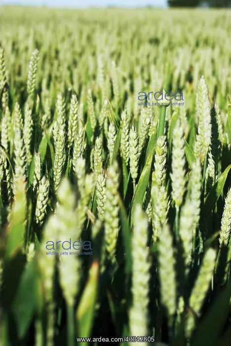 : Wheat, Bread wheat, Triticum aestivum Squareheads monster : Wheat, Bread wheat, Triticum aestivum Squareheads monster