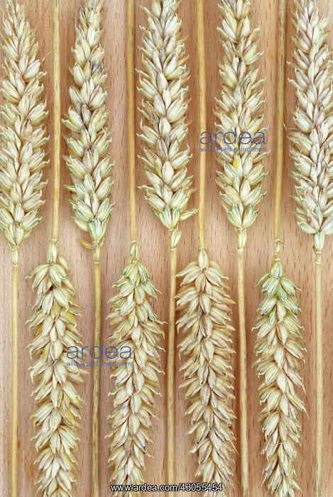 : Wheat, Bread wheat, Triticum aestivum Squareheads monster : Wheat, Bread wheat, Triticum aestivum Squareheads monster