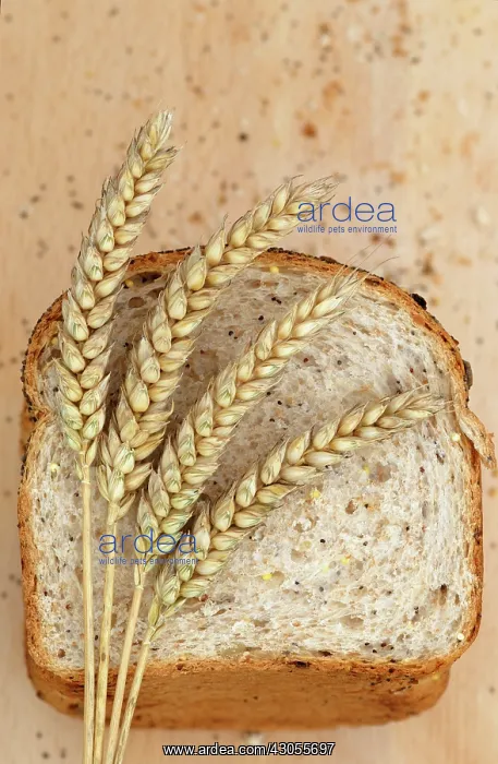 : Wheat, Bread wheat, Triticum aestivum Squareheads monster : Wheat, Bread wheat, Triticum aestivum Squareheads monster