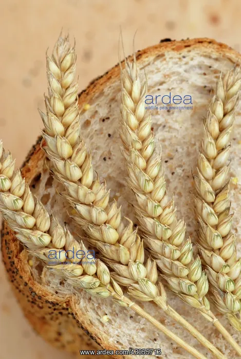 : Wheat, Bread wheat, Triticum aestivum Squareheads monster : Wheat, Bread wheat, Triticum aestivum Squareheads monster