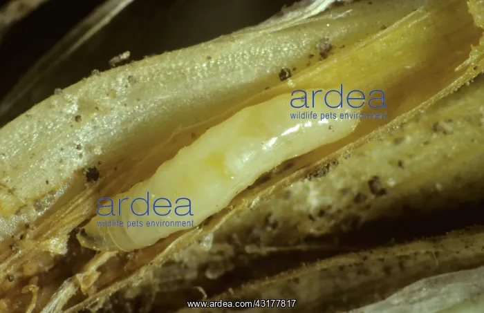 : Wheat bulb fly : Wheat bulb fly