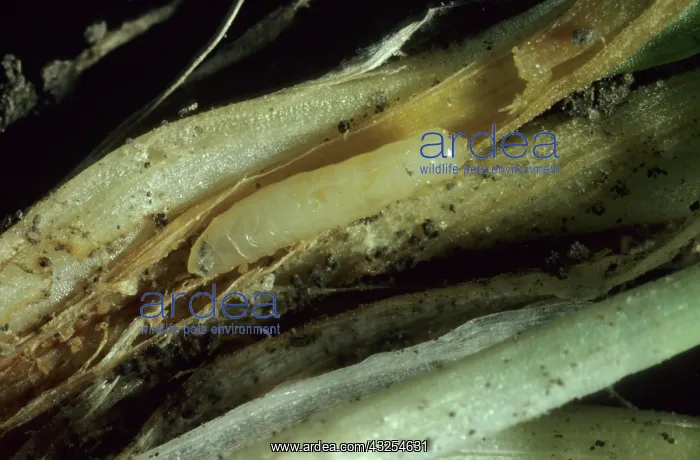 : Wheat Bulb Fly Larva : Wheat Bulb Fly Larva