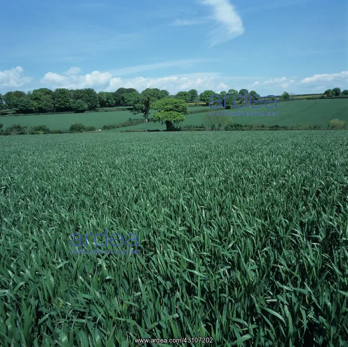 : Wheat crop : Wheat crop
