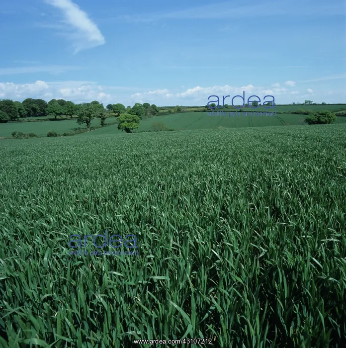 : Wheat crop : Wheat crop