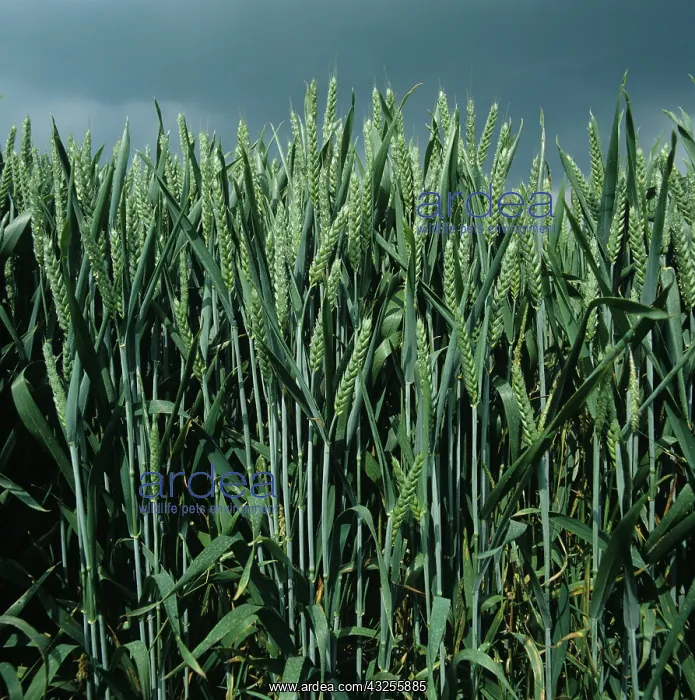  : Wheat crop