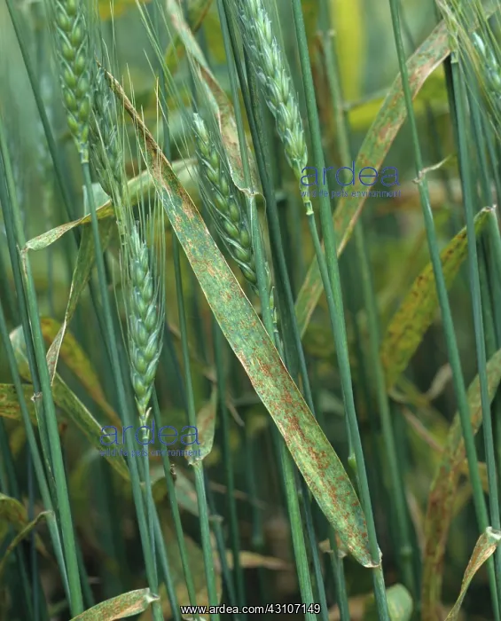 : Wheat crop with brown rust : Wheat crop with brown rust