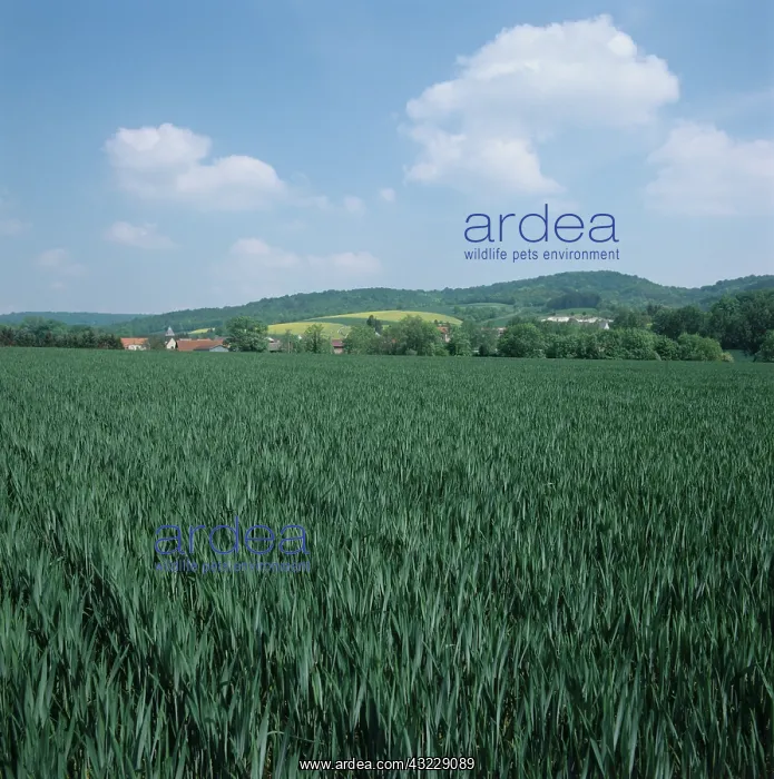 : Wheat crop, Champagne, France : Wheat crop, Champagne, France