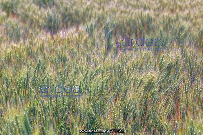 : Wheat crop close-up, Palouse region of eastern Washington : Wheat crop close-up, Palouse region of eastern Washington