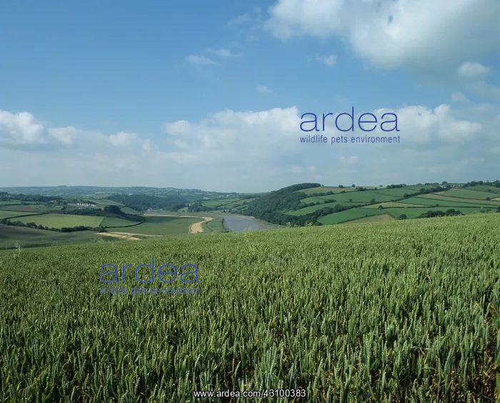 : Wheat crop, Cornwall, UK : Wheat crop, Cornwall, UK