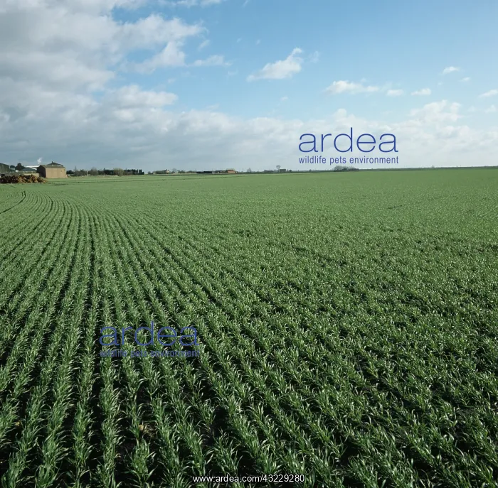 : Wheat crop in dark organic soil : Wheat crop in dark organic soil