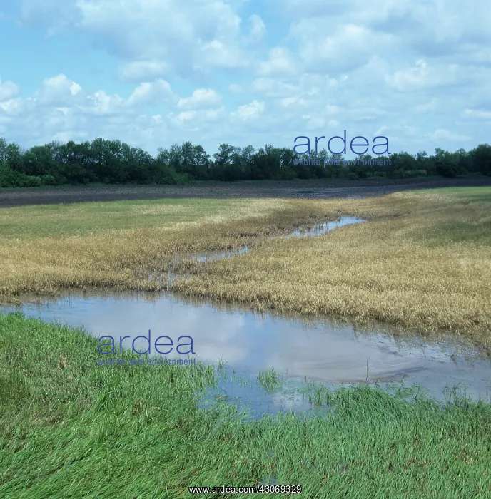 : Wheat crop destroyed by spring floods : Wheat crop destroyed by spring floods