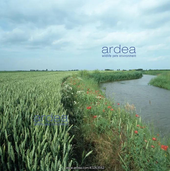 : Wheat crop beside drainage canal : Wheat crop beside drainage canal