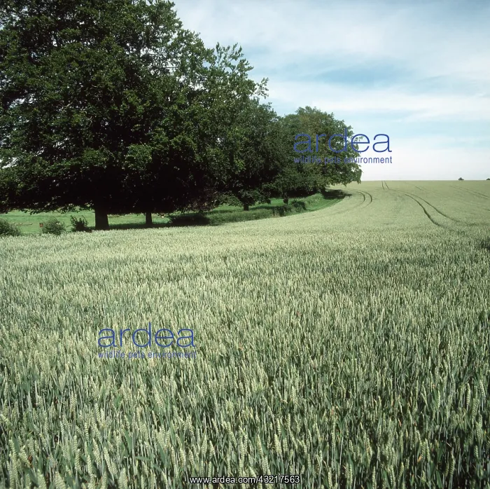 : Wheat crop in ear : Wheat crop in ear