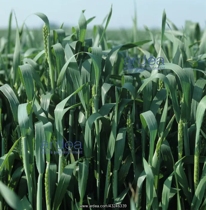 : Wheat crop with ears emerging and in boot : Wheat crop with ears emerging and in boot
