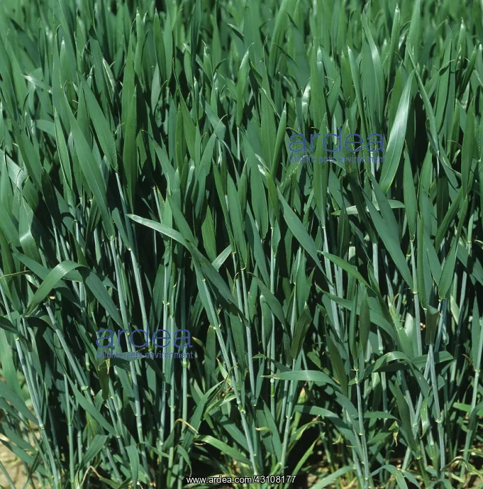 : Wheat crop at flagleaf stage, Devon : Wheat crop at flagleaf stage, Devon