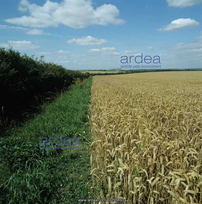 : Wheat crop, grass strip and hedgerow : Wheat crop, grass strip and hedgerow