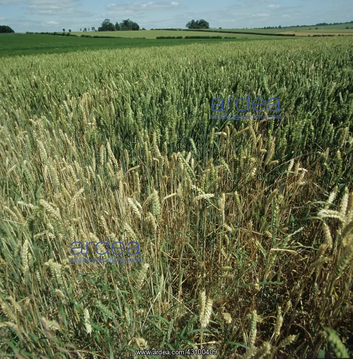 : Wheat crop infected with Take-all : Wheat crop infected with Take-all