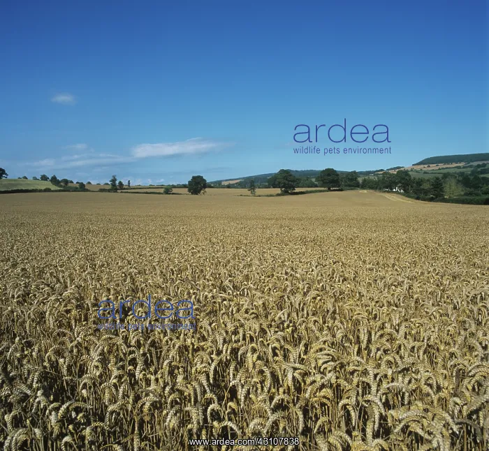 : Wheat crop in ripe ear : Wheat crop in ripe ear