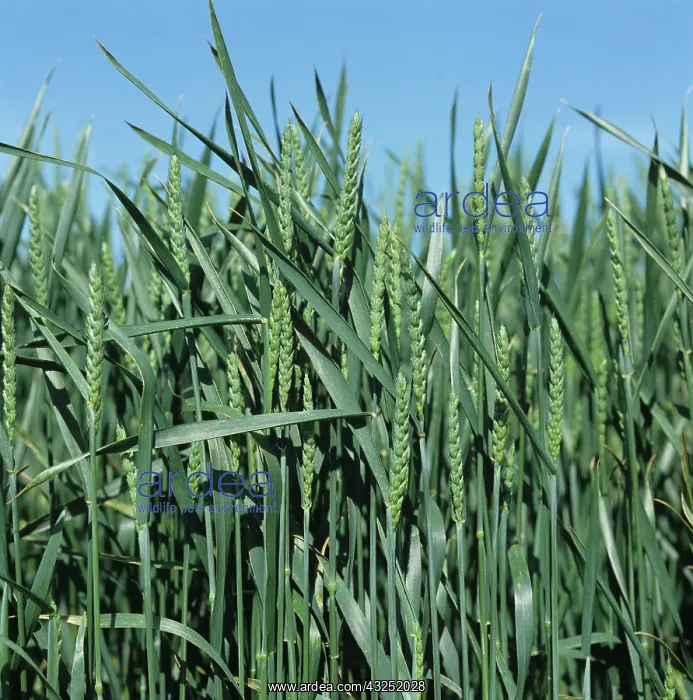 : Wheat crop (Triticum aestivum) : Wheat crop (Triticum aestivum)